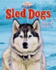 Sled_dog