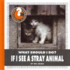 If_I_see_a_stray_animal