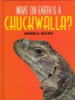 What_on_earth_is_a_chuckwalla